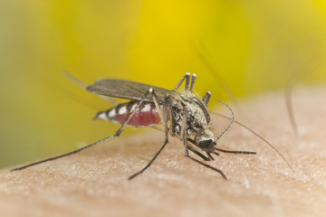 Mosquito sucking blood, extreme close-up with high magnification