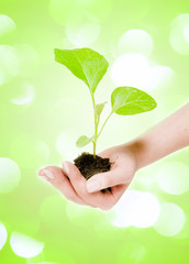 Growing green plant in a hand