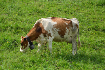 Fototapeta na wymiar swiss krowa