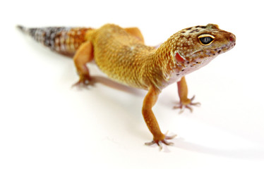 Naklejka premium Leopard Gecko