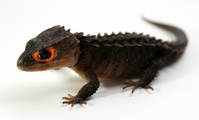 Red-Eyed Crocodile Skink