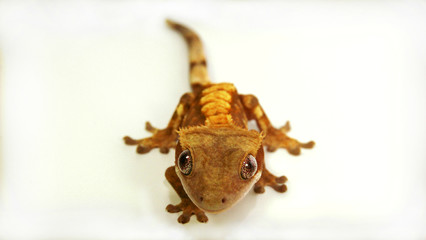 Crested Gecko