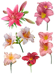 Lily flowers collection on a white background, isolated
