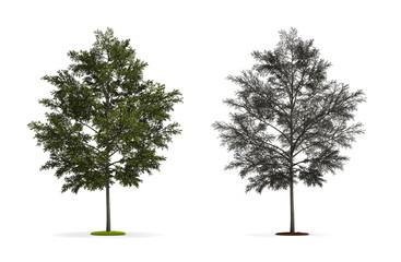 Obraz premium Tulip Tree.