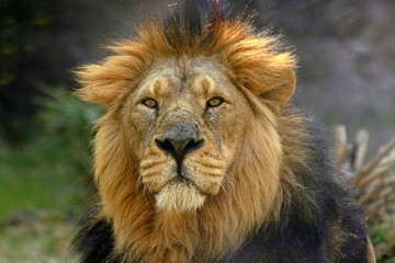 Portrait of a male lion (Panthera Leo)