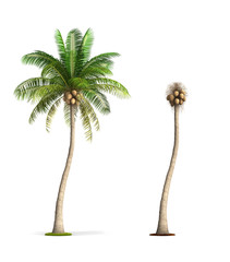 Obraz premium Coconut Palm Tree.