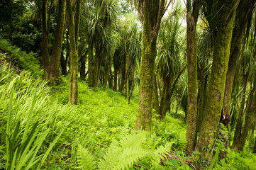 Cabbage Tree (Cordyline)
