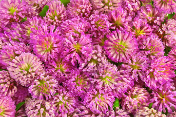 Fototapeta premium The texture of the pink clover