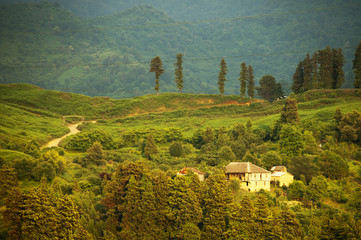 Tea tree fields near Batumi, west Georgia