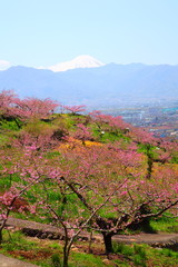 Peach tree and Mt. Fuji