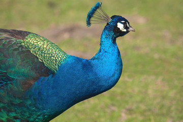 peacock 6955