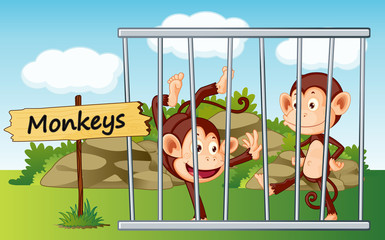singes en cage