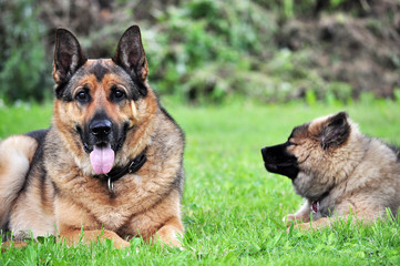 Hundefreunde