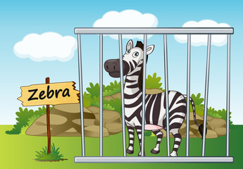 zebra in cage