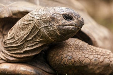 Obraz premium African spurred turtle