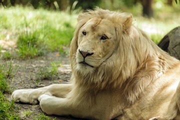 White lion portrait