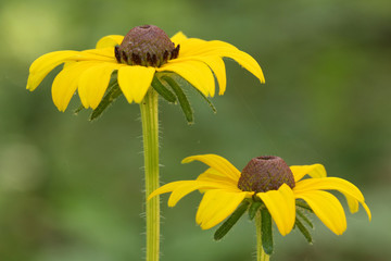 Pair of Black-eyed Susan Flowers (Rudbeckia serotina) - Pinery Provincial Park, Ontario, Canada