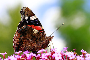 Admiral