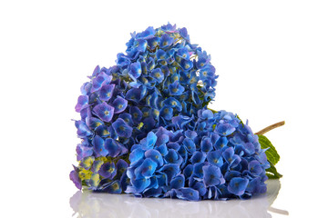 Obraz premium Blue Hydrangea