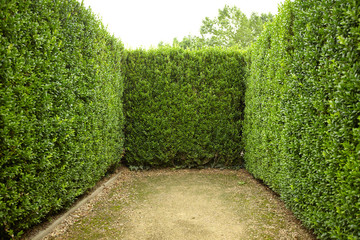 Naklejka premium geometric pattern of green hedge flowerbed