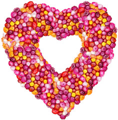 straw flower or everlasting isolated on white background