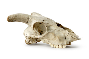 Skull, Sheep