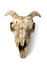 Skull, Sheep