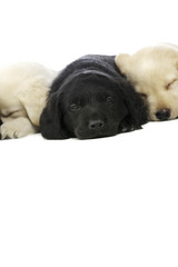 Golden and black Labrador Puppies