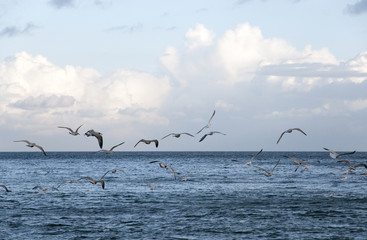 Möwen über dem Meer