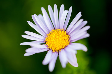 Obraz premium Flower