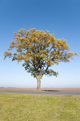Baum auf Wiese