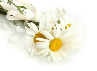 beautiful daisies flowers isolated on white