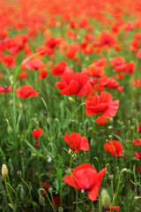 Plakat Field of poppies with beauty sky