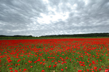 Field of poppies with beauty sky