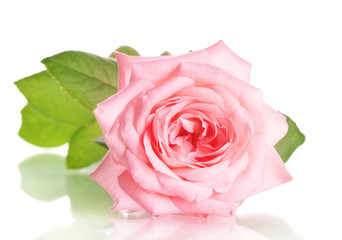 Pink rose isolated on white.