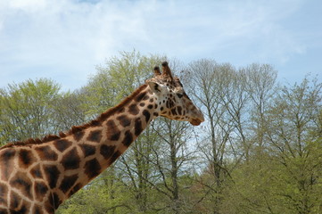 Giraffe