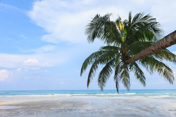 Fototapeta na wymiar Kokosowe drzewo na plaży