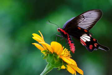 Obraz na płótnie Canvas Motyl na kwiat