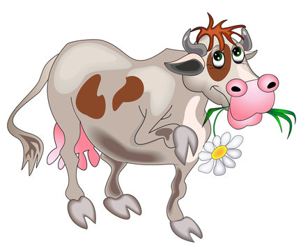 cow with flower is insulated on white