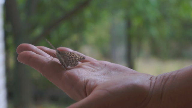 Woman holds batterfly on hand