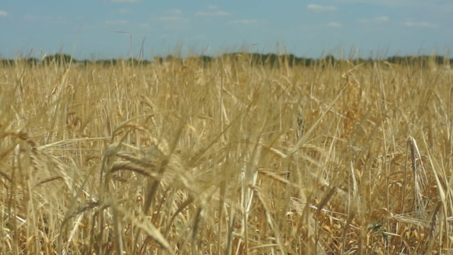 Growing wheat in field