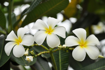 Bunch of frangipani flower