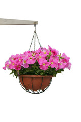Fototapeta premium Hanging flowers
