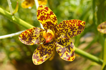 Largest orchid in the world, Scientific name: Grammatophyllum sp