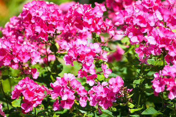 Phlox flowers