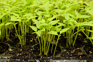 Sapling of Chili pepper