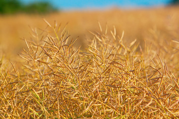 Mature colza ready to harvest