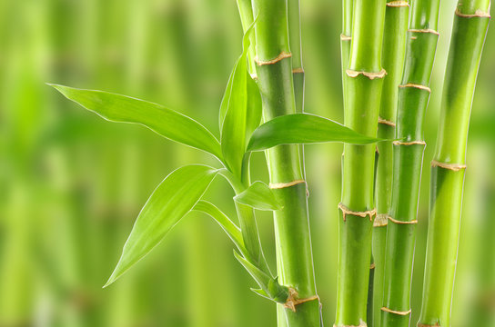 Fototapeta bamboo
