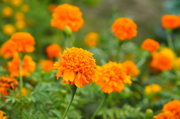 Saffron Marigold Used in the decoration of the garden.