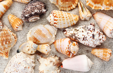 Seashells background